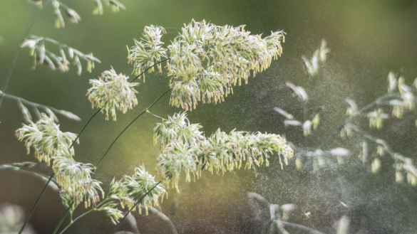 Att leva med allergi – möt Calle